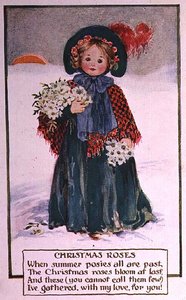 Christmas Roses by School English