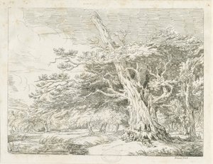 Needwood - Oak tree by School English