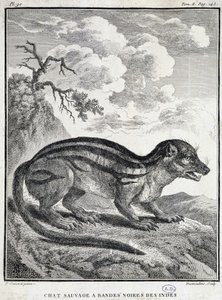 Indian Black Striped Wild Cat