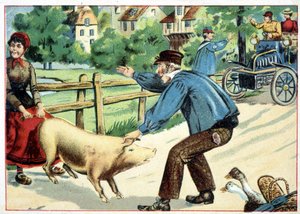 Pig that refuses to move forward and that bars the road to an automobile - drawing