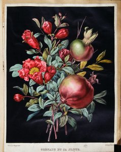 Pomegranate and its flower - botanical board by School French