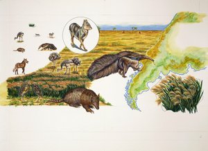 Argentina, the Pampas by School Italian