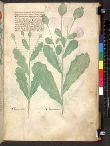 Tractatus de herbis (Herbal) c.1280-1310
