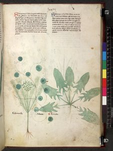 Tractatus de herbis (Herbal) c.1280-1310