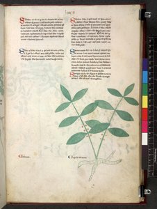 Tractatus de herbis (Herbal) c.1280-1310