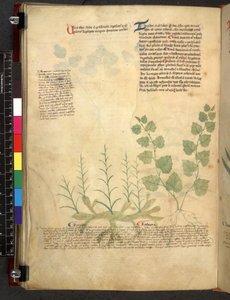 Tractatus de herbis (Herbal) c.1280-1310