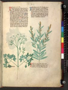 Tractatus de herbis (Herbal)