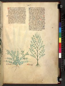 Tractatus de herbis (Herbal)