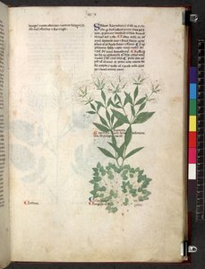 Tractatus de herbis (Herbal)