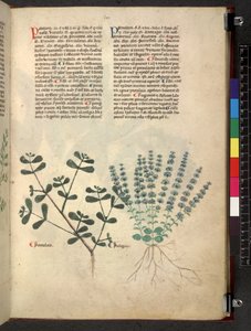 Tractatus de herbis (Herbal)