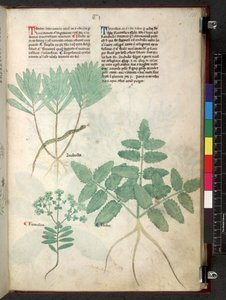 Tractatus de herbis (Herbal)
