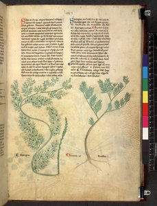 Tractatus de herbis (Herbal)