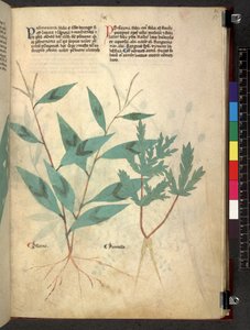 Tractatus de herbis (Herbal)