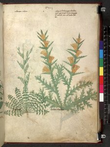 Tractatus de herbis (Herbal)