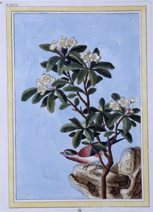 Bird - Japanese Print