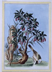 Bird - Japanese print