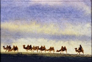 Camel Herd, Mongolia