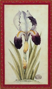 Study of a Flag Iris