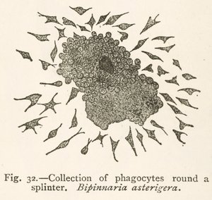 Drawing by Elie Metchnikoff of Phagocytic Cells Surrounding a Foreign Particle by School Russian