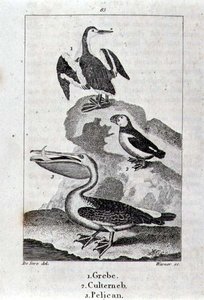 Grebe, Culterneb and Pelican from A History of the Earth and Animated Nature, London 1816 by School Spanish