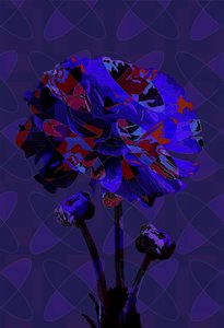 Carnation,3 by Scott J. Davis