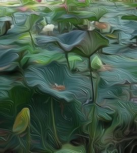 Lily Pond