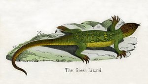 Antique Print of a European Green Lizard by Scottish School