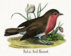 Antique Print of a European Robin