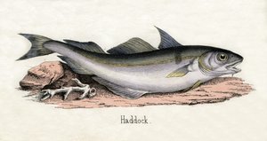 Antique Print of a Haddock by Scottish School