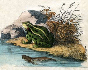 Antique Print of a Pool Frog and Tadpole by Scottish School