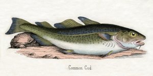 Antique Print of an Atlantic Cod