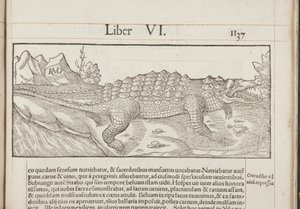 Cosmographia, Fol 1137, 1544 by Sebastian Munster