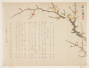 Flowering Plum, January 1837