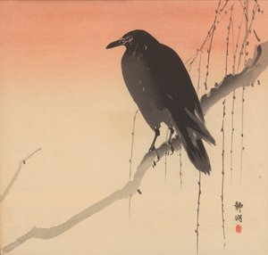 Black crow on a willow branch