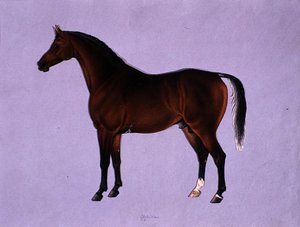 Oppidan, c.1840 by Shaik Muhammad Amir of Karraya