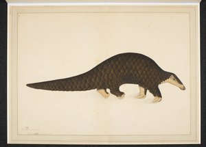 Pangolin or Scaly Anteater by Shaikh Zain ud Din (fl.1777 83)