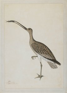 Eastern Curlew Devouring a Mudskipper by Shaikh Zain ud Din (fl.1777 83)