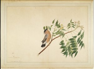 Brahminy Starling on Neem Tree Branch, folio from a Series Commissioned by Lady Impey by Shaikh Zain ud Din
