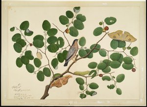Brahminy Starling with Two Antheraea Moths, Caterpillar, and Cocoon on Indian Jujube Tree, folio from a Series Commissioned by Lady Impey, 1777