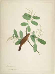 Hwamei on Terminalia Branch, folio from a Series Commissioned by Lady Impey