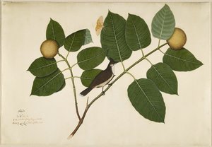 Red Whiskered Bulbul and Aganais Ficus Moth on Kadamba Branch, Folio from a Series Commissioned by Lady Impey