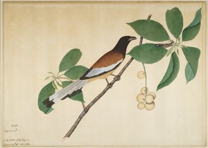 Rufous Treepie and Caterpillar on Branch, Folio from a Series Commissioned by Lady Impey