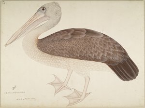 Spotbilled Pelican, folio from a Series Commissioned by Lady Impey by Shaikh Zain ud Din