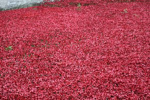Blood Swept Lands and Seas of Red, Tower of London by Sheldon Marshall