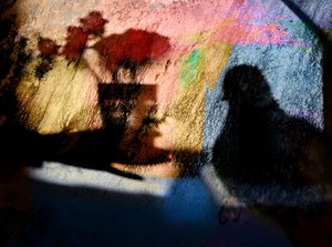 Colorful Bird Shadows by Shenshen Dou