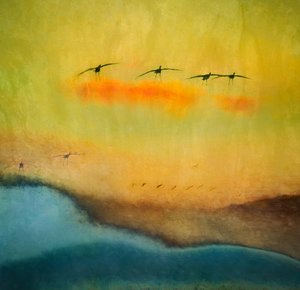Golden Hour Bird Flight by Shenshen Dou