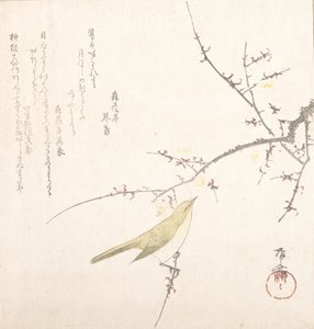 New Moon, Nightingale on a Plum Branch