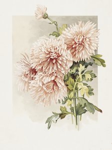 Chrysanthemums by Sidney Thomas Callowhill
