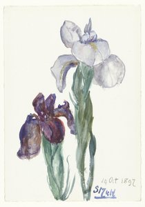 Irises