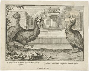 Guinea Fowls by Sieuwert van der Meulen